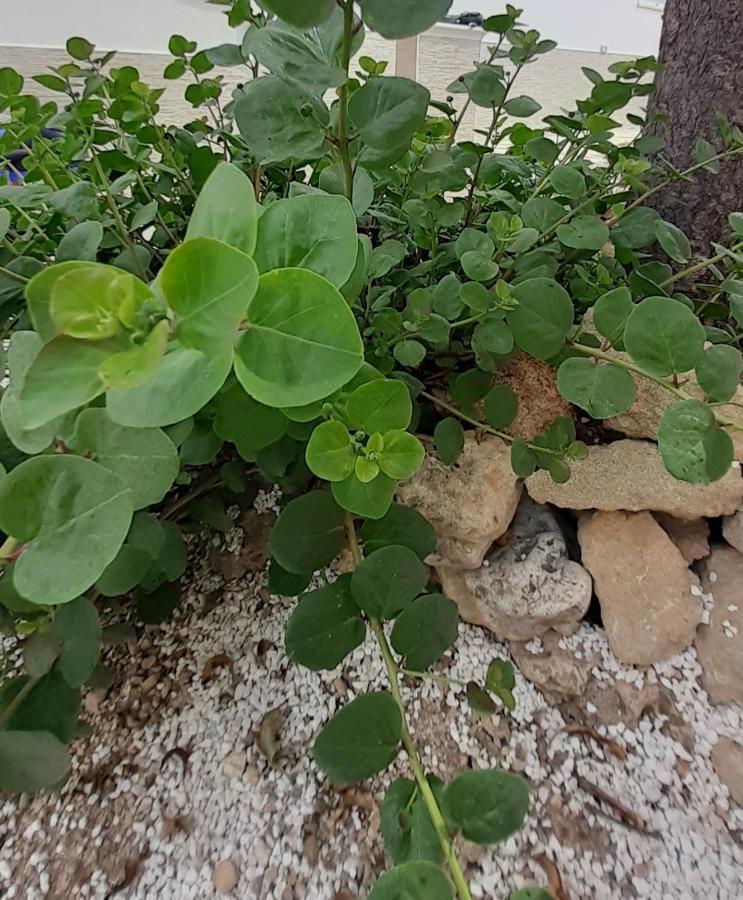 Contrada Vento Sharing * Campomarino (Taranto)